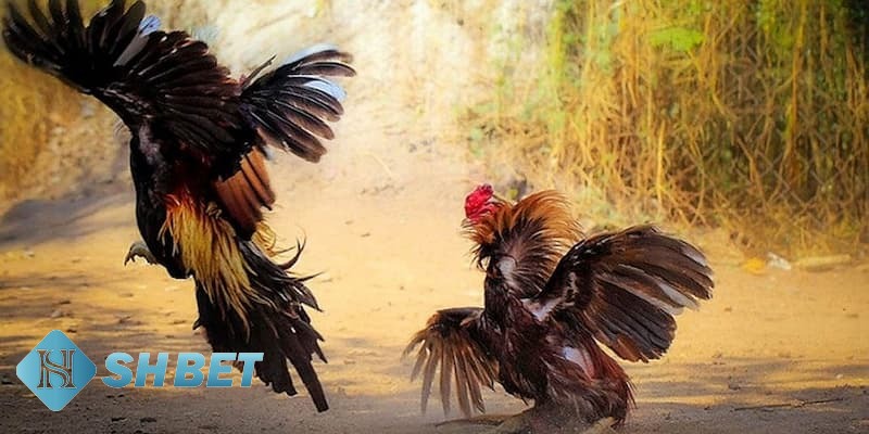 kinh nghiệm cá cược đá gà kinh nghiệm cá cược đá gà