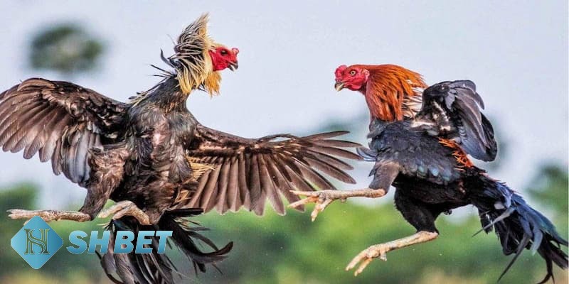 kinh nghiệm cá cược đá gà kinh nghiệm cá cược đá gà