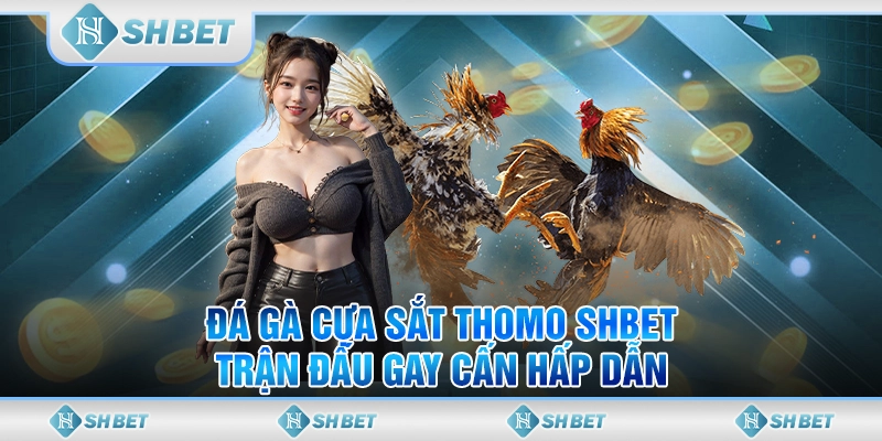 đá gà cựa sắt thomo