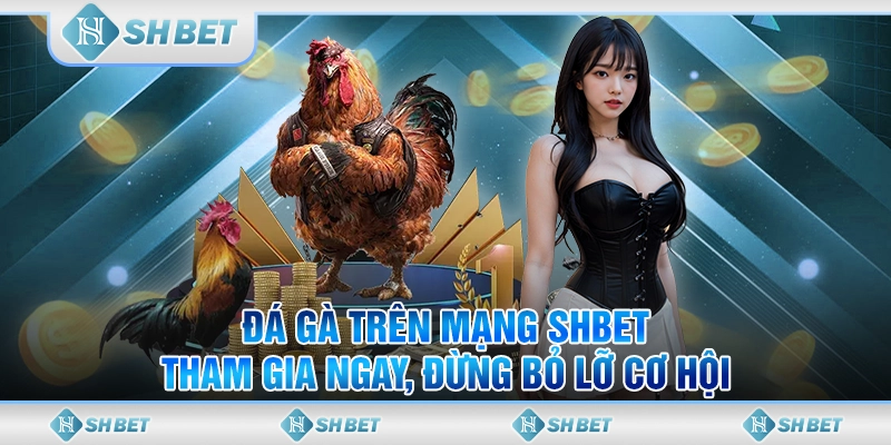 Đá Gà Trên Mạng SHBET – Tham Gia Ngay, Đừng Bỏ Lỡ Cơ Hội