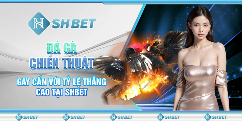 Đá Gà Chiến Thuật Gay Cấn Với Tỷ Lệ Thắng Cao Tại SHBET