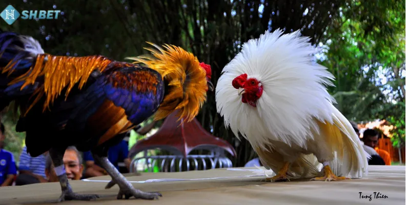 Coi đá gà thưởng khủng