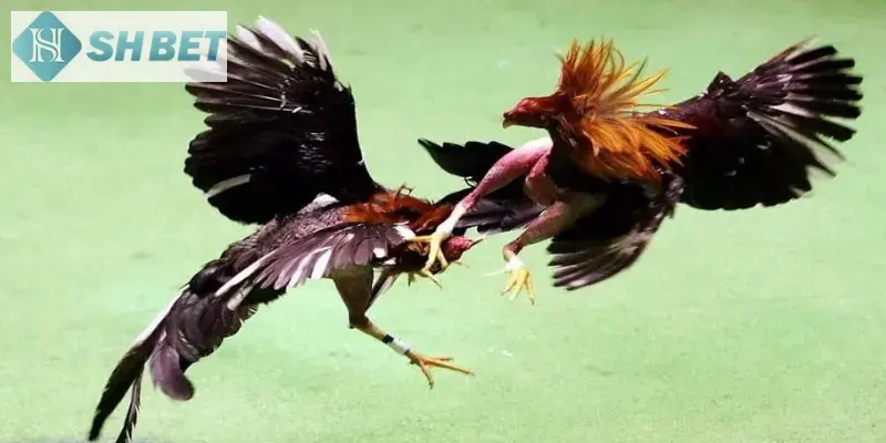 Bí quyết tham gia đá gà chiến thuật đỉnh chóp