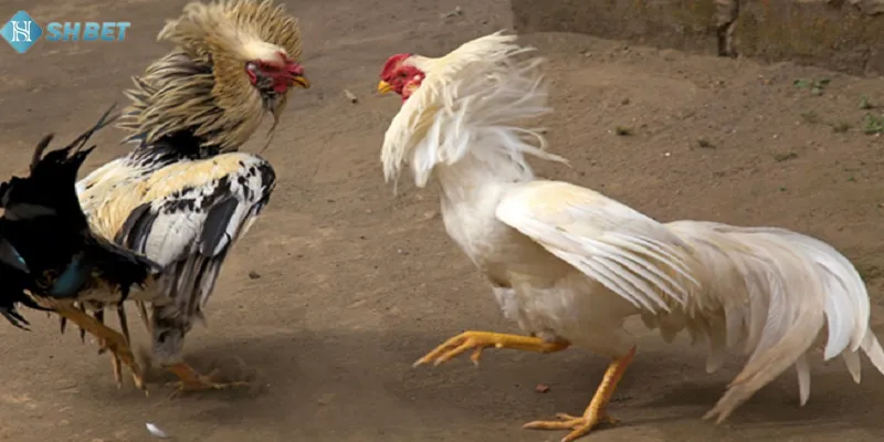 Đá gà cựa sắt thomo SHBet: môn thể thao tinh hoa