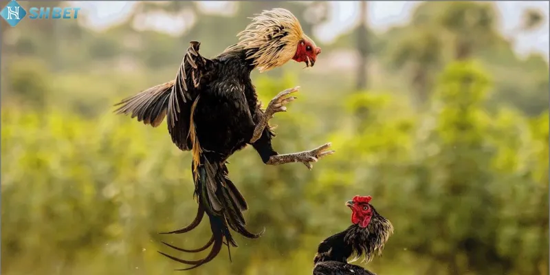 Ngoại hình gà chiến quyết định phần thắng