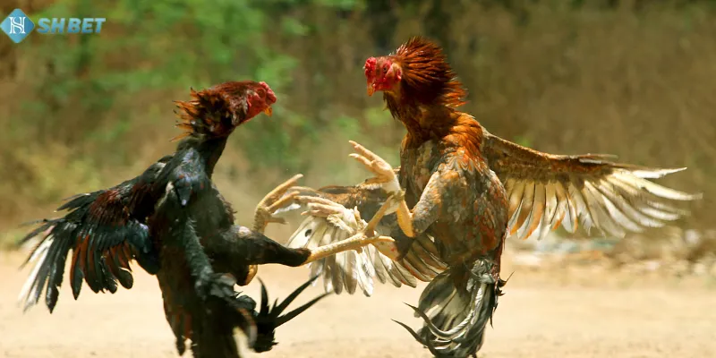 Đá gà trên mạng SHBET - Bộ môn cá cược hot rần rần trên SHBET