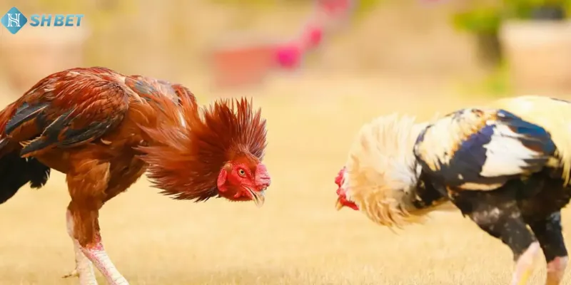 Tham gia đặt cược đá gà hấp dẫn ngay hôm nay