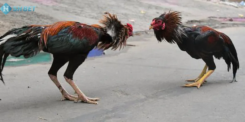 SHBET cam kết là sảnh cược uy tín nhất Châu Á 2024