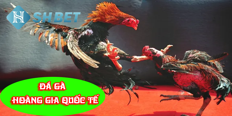 Đá gà hoàng gia quốc tế đẳng cấp
