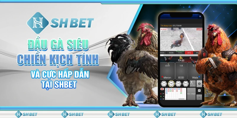 Đấu Gà Siêu Chiến Kịch Tính Và Cực Hấp Dẫn Tại SHBET