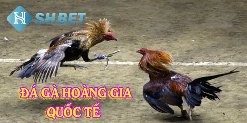 Ba loại cược thu hút người chơi nhất