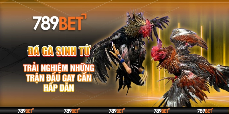 đá gà sinh tử