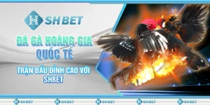Đá Gà Hoàng Gia Quốc Tế - Trận Đấu Đỉnh Cao Với SHBET