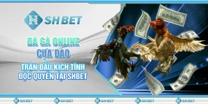 Đá Gà Online Cựa Dao: Trận Đấu Kịch Tính Độc Quyền Tại SHBET