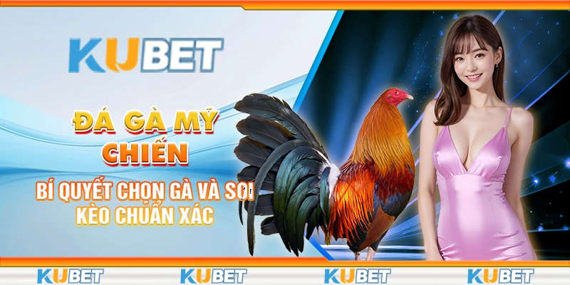 Đá Gà Mỹ Chiến: Bí Quyết Chọn Gà Và Soi Kèo Chuẩn Xác