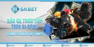 Đấu Gà Trực Tiếp Trên Di Động - Tham Gia Ngay Tại SHBET