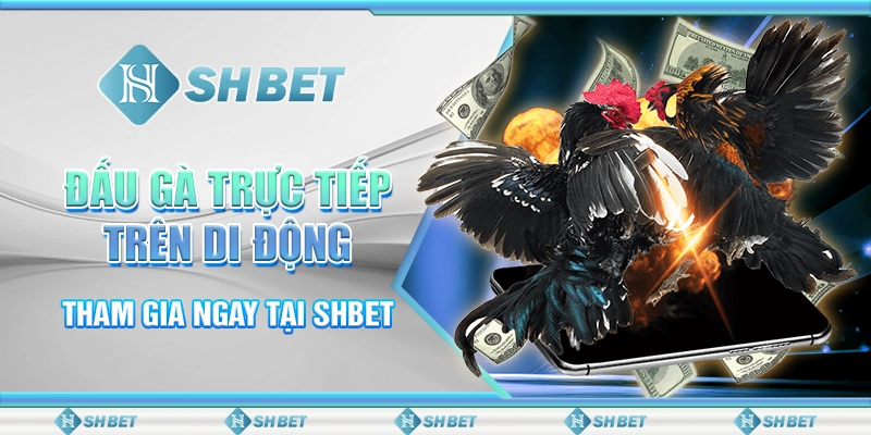Đấu Gà Trực Tiếp Trên Di Động - Tham Gia Ngay Tại SHBET