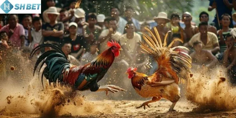 Các giống gà chọi Thái Lan hay nhất