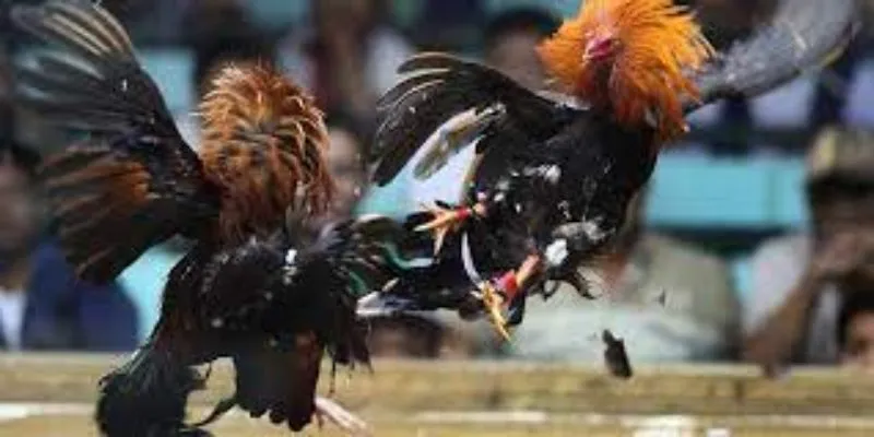 Tìm hiểu về luật chơi đá gà mỹ chiến