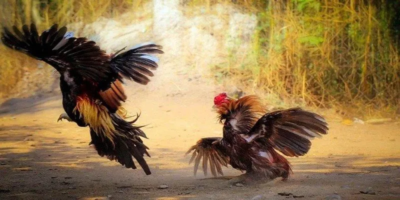 Bí quyết chiến thắng trong cá cược gà đá mỹ chiến thành công