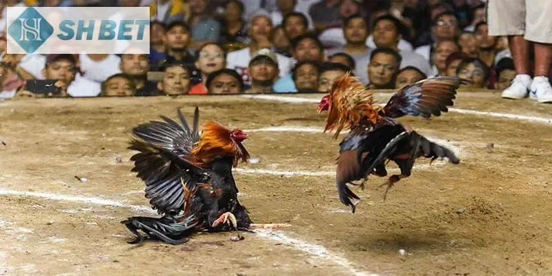 Giới thiệu những điểm hot về tựa game đá gà online cựa dao tại nhà cái SHBET!
