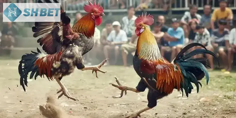 Áp dụng mẹo để dành được thắng lớn trong các trận các cược!