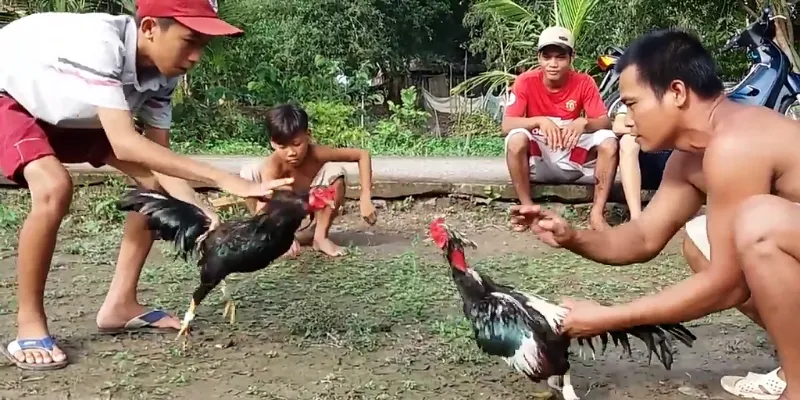 Đá gà quyết chiến đầy uy tín