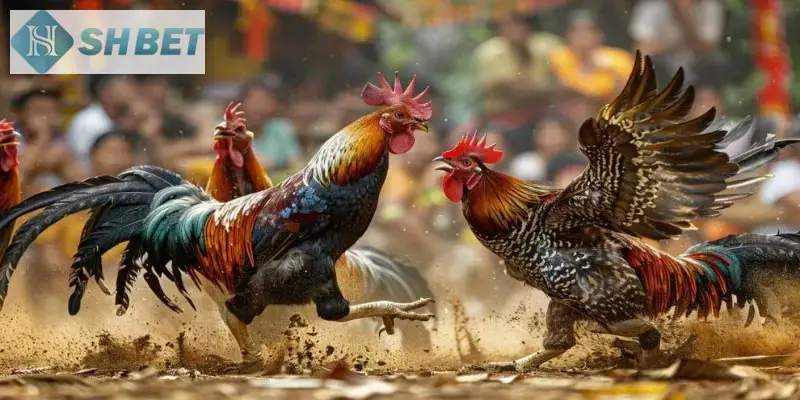 Tìm hiểu về đấu gà siêu chiến