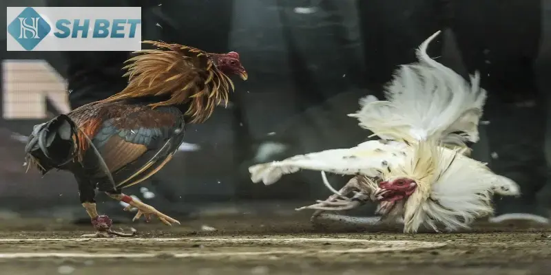 Hướng dẫn tham gia đấu gà siêu chiến từ A đến Z