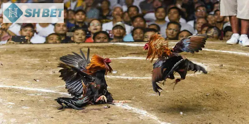 Bí quyết thắng lớn của các cao thủ khi tham gia đấu gà siêu chiến