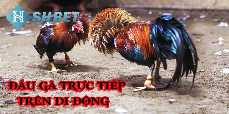 Đấu gà trực tiếp trên di động mọi lúc mọi nơi