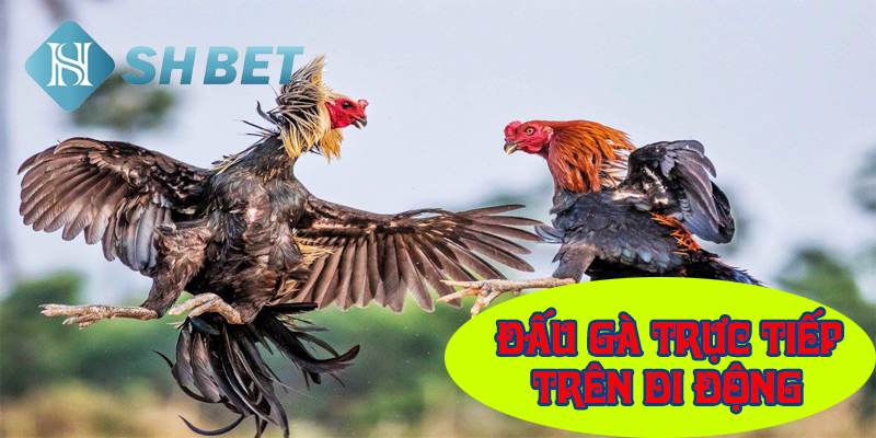 Trải nghiệm đẳng cấp