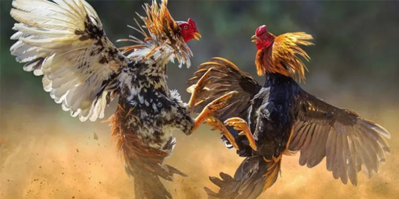 Trận chiến gà tre Sunwin