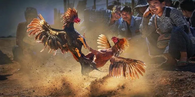 Dự đoán chính xác cùng sunwin