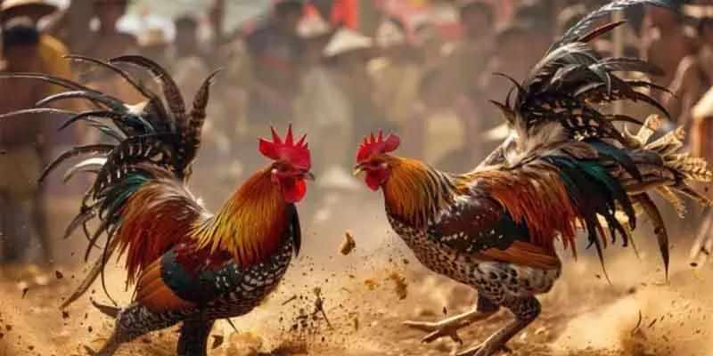 Cược vào đội gà tre yếu thế quan sát kỹ càng