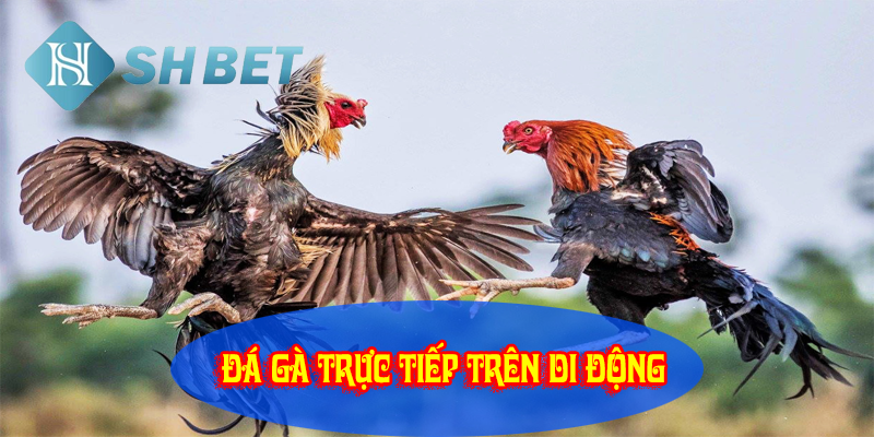 Đấu gà trực tiếp trên di động thu hút mọi người chơi