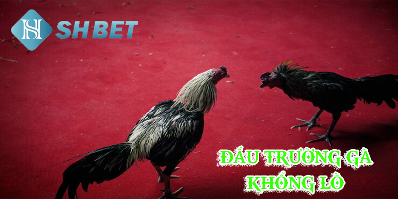 Đấu trường gà khổng lồ siêu hấp dẫn