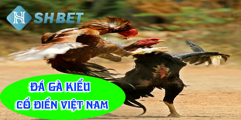 Các chiến kê máu lửa