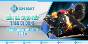 Đấu Gà Trực Tiếp Trên Di Động - Trải Nghiệm Mới Lạ Tại SHBET