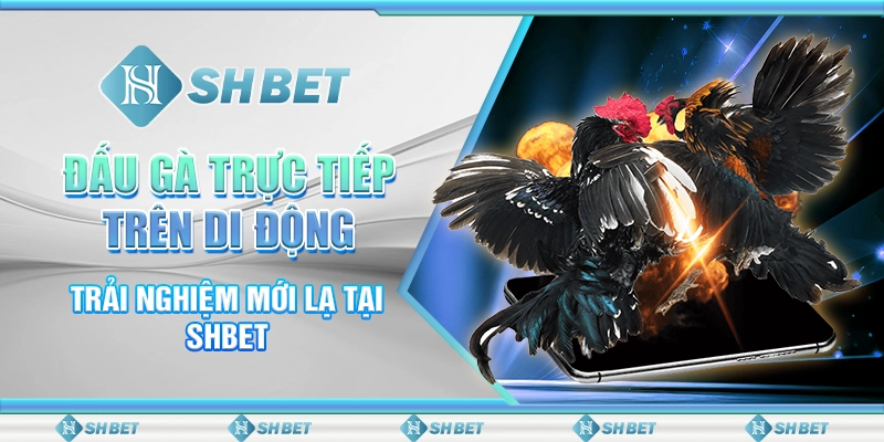 Đấu Gà Trực Tiếp Trên Di Động - Trải Nghiệm Mới Lạ Tại SHBET