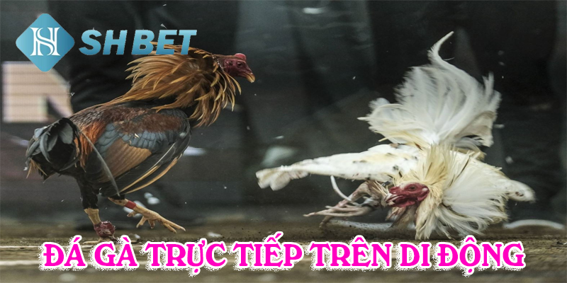 Lựa chọn SHBET làm sân chơi đẳng cấp