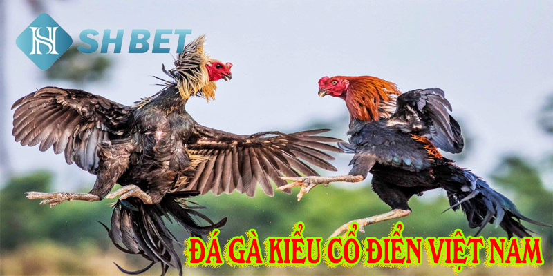 Trải nghiệm đá gà kiểu cổ điển Việt Nam siêu đẳng cấp