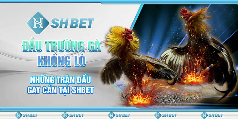 Đấu Trường Gà Khổng Lồ - Những Trận Đấu Gay Cấn Tại SHBET