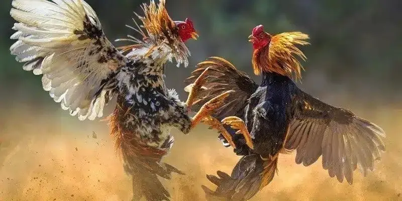 Trận đấu đầy thú vị và kịch tính khi tham gia đá gà nòi