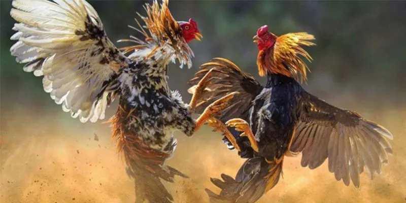 Vài nét về cá cược đá gà Campuchia tại Shbet