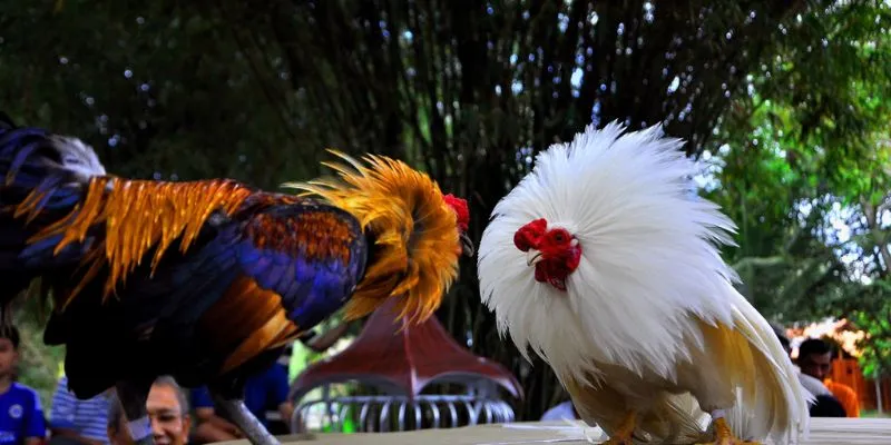 Tìm hiểu tỷ lệ cược trong đá gà Campuchia