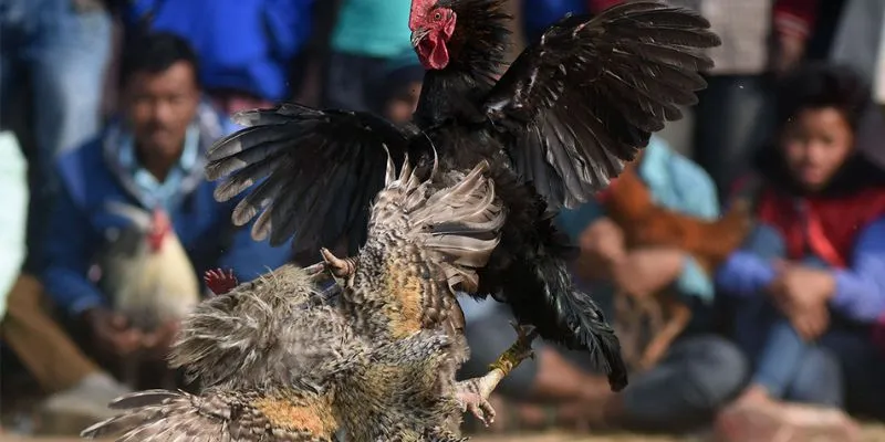 Mẹo cá cược đá gà Campuchia thắng đậm