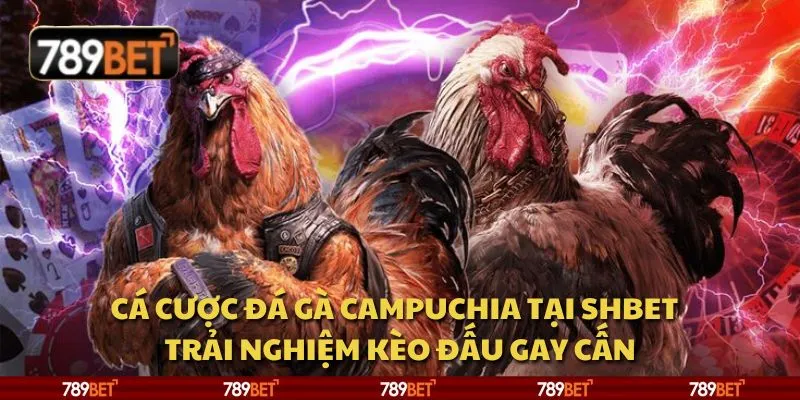 Cá cược đá gà Campuchia tại Shbet - Trải nghiệm kèo đấu gay cấn